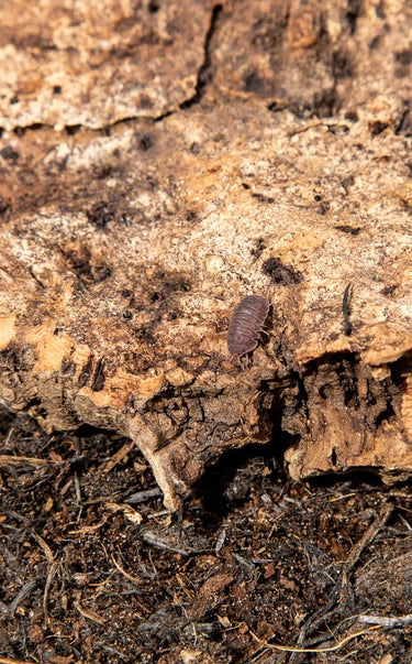 c murina isopods